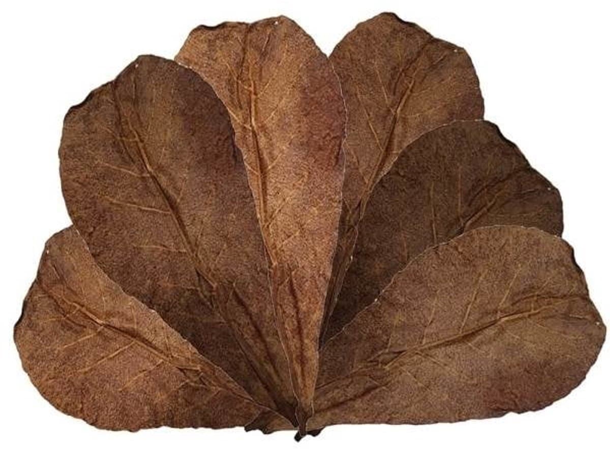 Aquarium - Catappa leaves - Catappa bladeren 12-18cm - 10 stk.