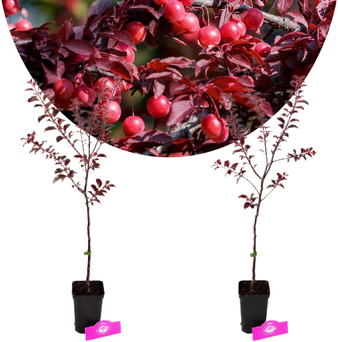 Set van 2 Rode kerspruim - Prunus Cerasifera - Hoogte 60cm - 9cm pot