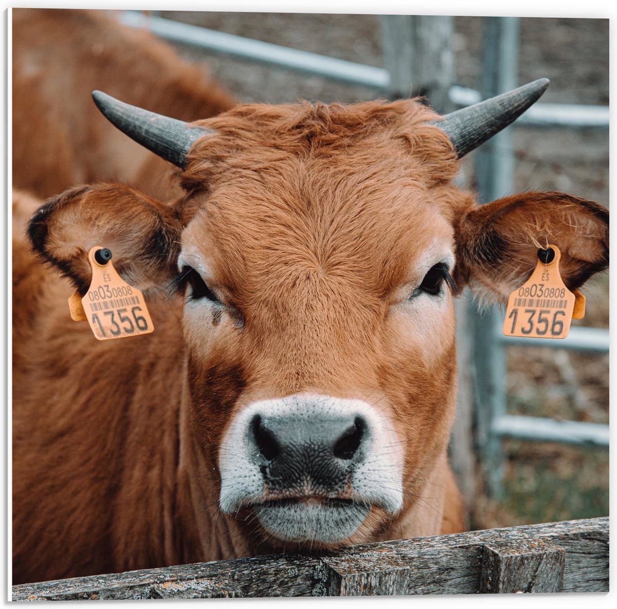 PVC Schuimplaat - Bruine Koe met Oornummer 1356 - 50x50 cm Foto op PVC Schuimplaat (Met Ophangsysteem)