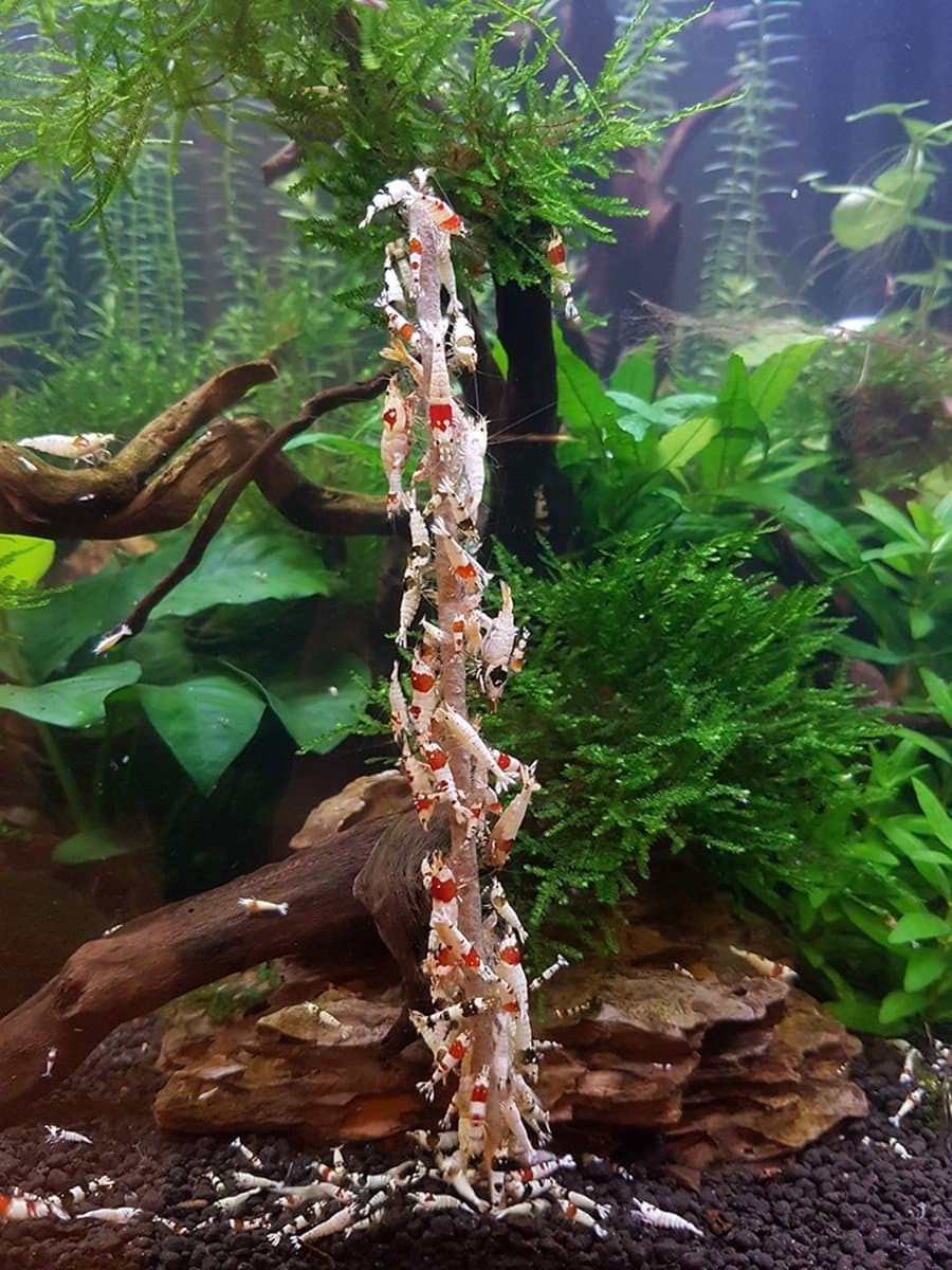 Garnalenlollies Spinazie - 11 cm - 12 stuks - Garnalen lolly's - Garnalen lolly - Aquarium - Garnalenvoer