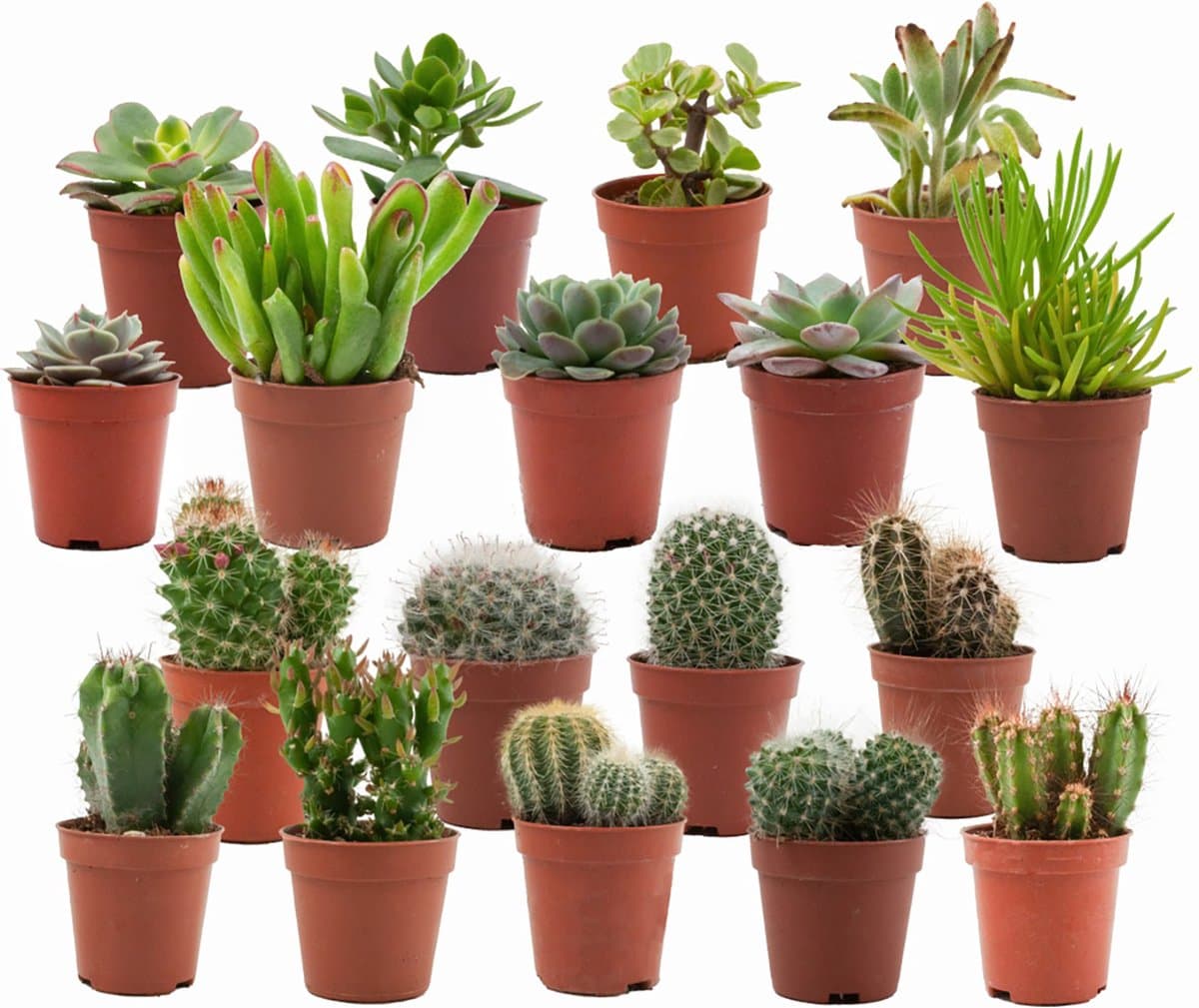 Mini Cactus & Succulenten Mix - 18 Stuks - Ø 5,5 cm - Hoogte: 5-10 cm