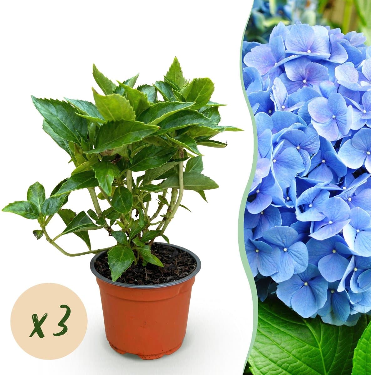 Green boutiQ - Tuinplant - Hydrangea macrophylla Blauw - Hortensia - Winterhard - Blauw - 3 Planten - Pot 12cm - Hoogte Hoogte 20-30cm