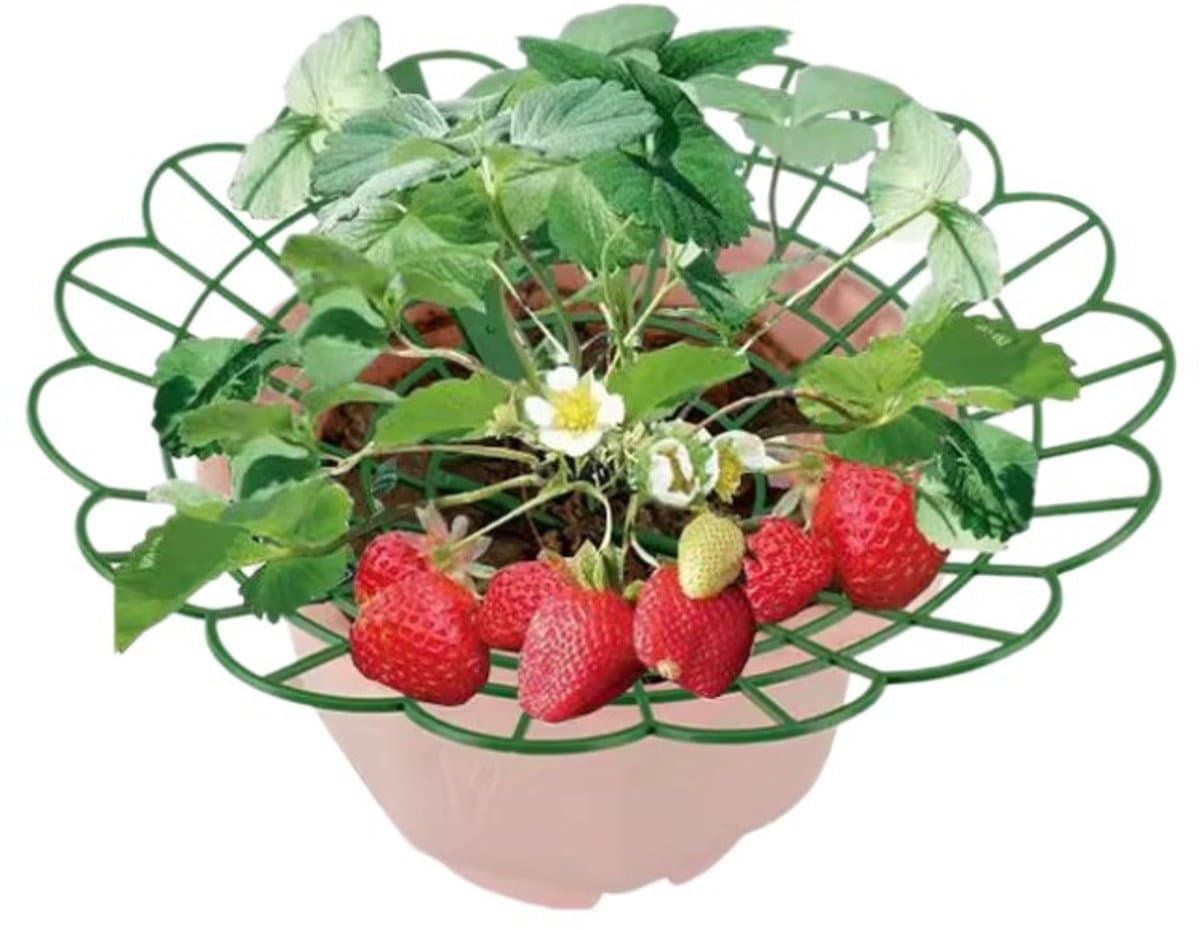 Aardbei Enbakbeugel - 50 Stuks - Fruitgroene Plantsplitsing - Antirot en Onderdak - Hol Ontwerp - Steunframe voor Tuinieren - Aardbei Pantenrek - Groen