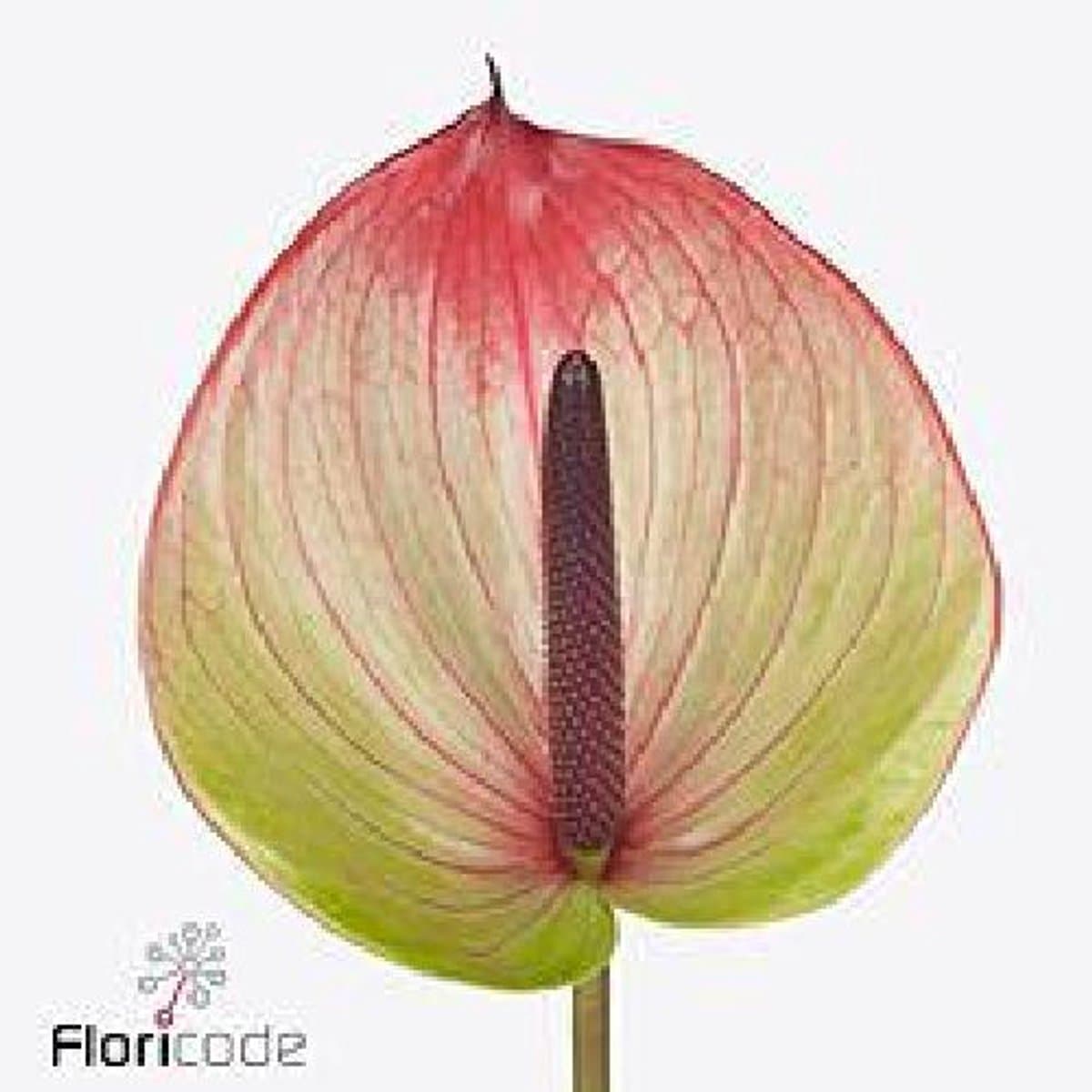 16x Anthurium fortezza 10cm
