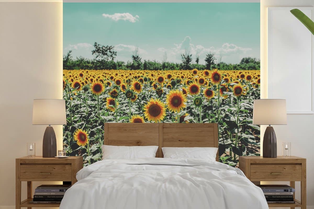Behang - Fotobehang Bloemen - Zonnebloemen - Italië - Breedte 220 cm x hoogte 220 cm