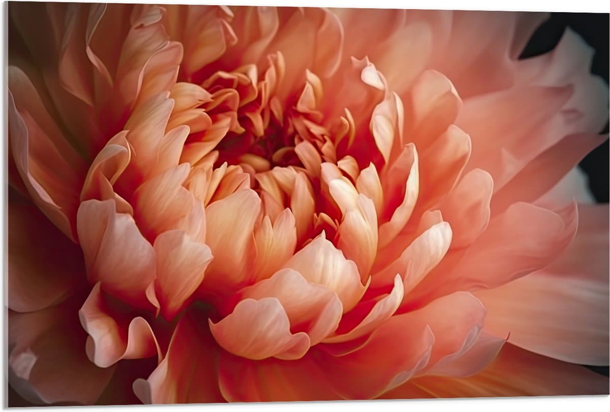 Acrylglas - Close-up van Bloeiende Roze Pioenroos - 90x60 cm Foto op Acrylglas (Met Ophangsysteem)