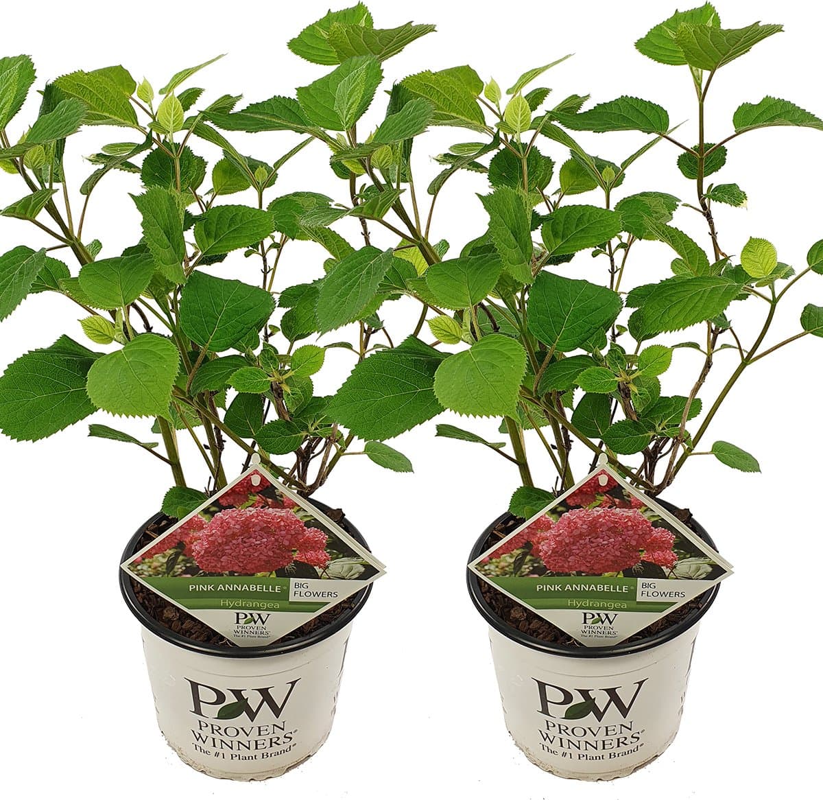 Bloomique - Set van 2 - Hydrangea Pink Annabelle - Hortensia - Roze - Tuinplanten - Winterhard - Hoogte 40-50 cm - Pot 19 cm