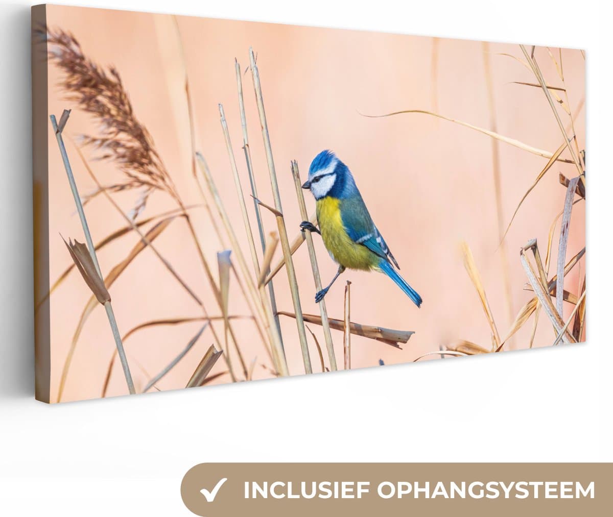 OneMillionCanvasses - Canvas - Schilderij - Vogel - Pimpelmees - Veren - Riet - Natuur - Schilderijen woonkamer - Wanddecoratie - 80x40 cm - Canvasdoek