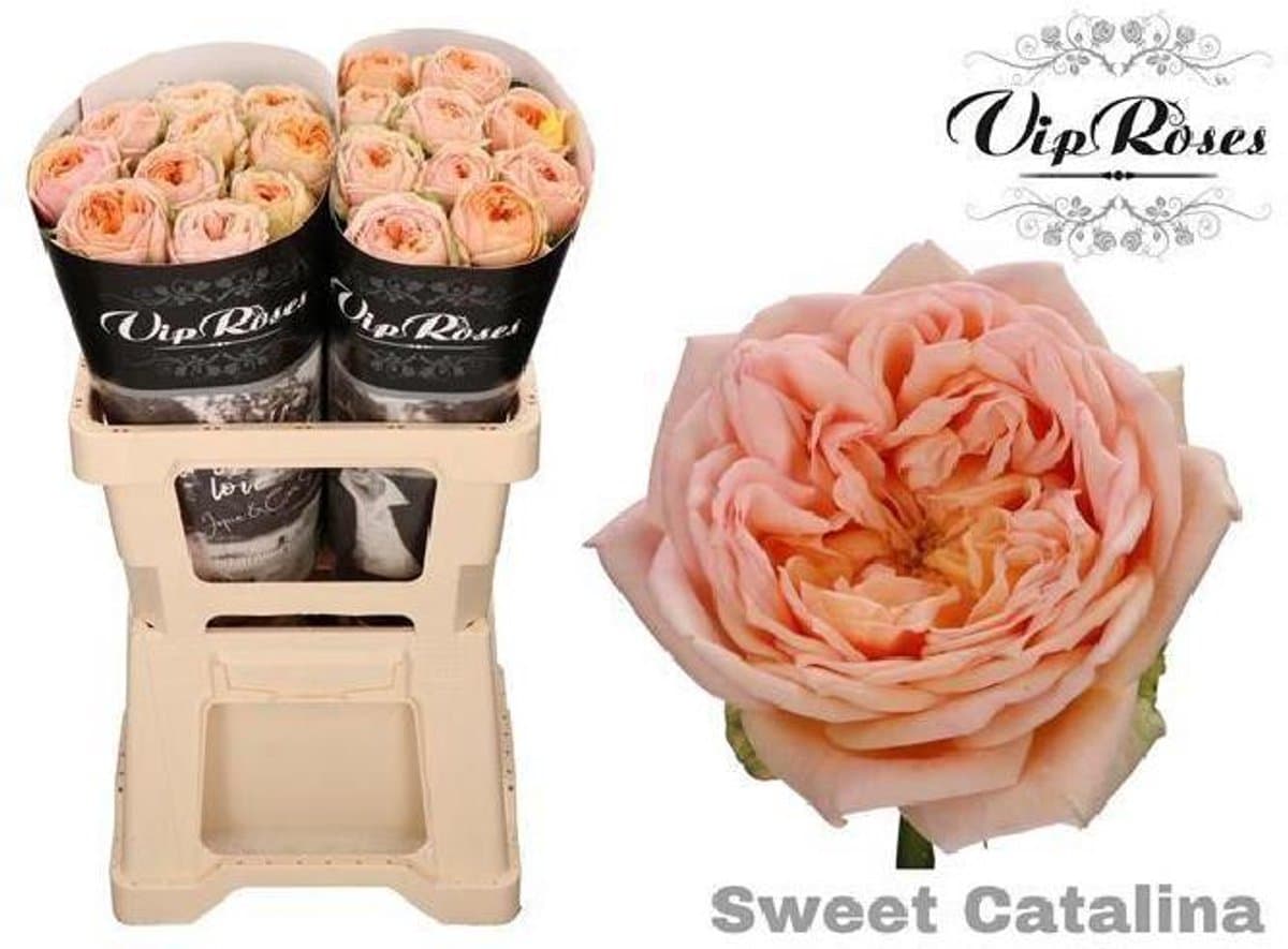 10x Rosa sweet catalina+ 60cm