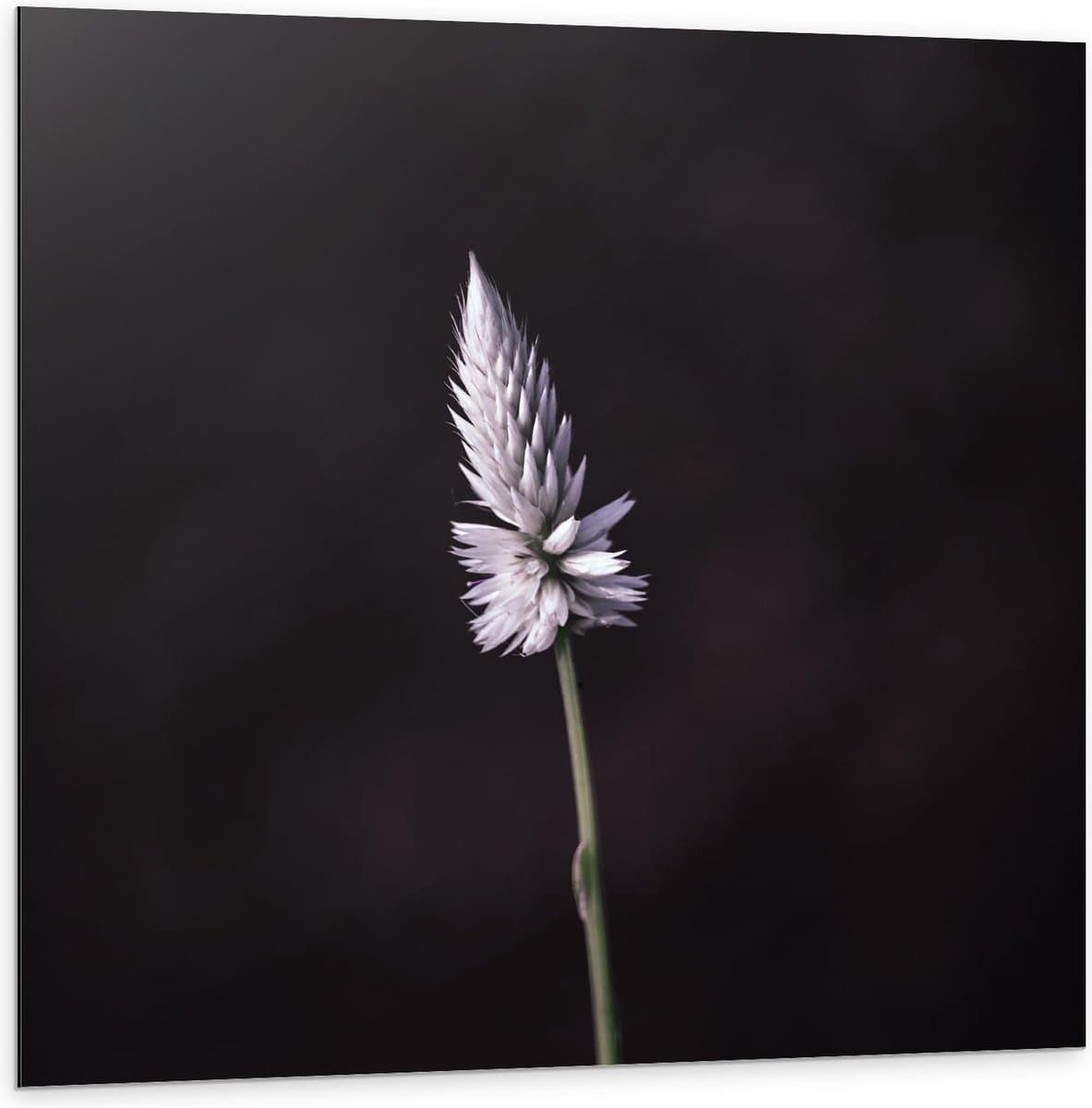 Dibond - Klein Paars Opbloeiend Bloemetje - 100x100cm Foto op Aluminium (Met Ophangsysteem)