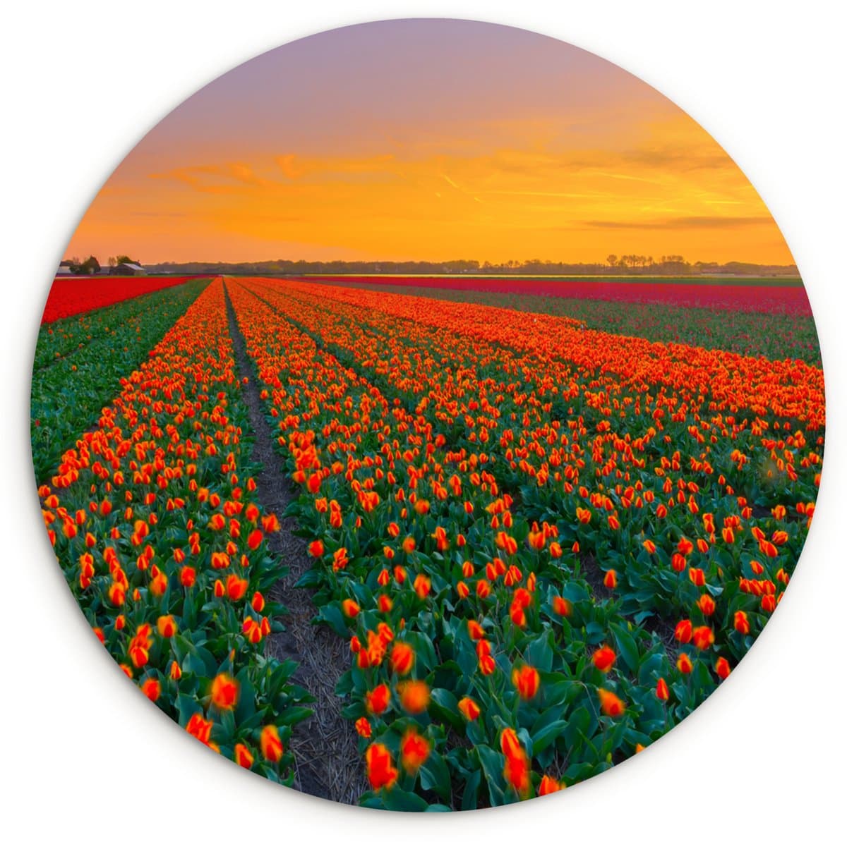 WallCircle® Wandcirkel 60x60 cm - Muurcirkel Nederland - Tulp - Oranje - Muurdecoratie woonkamer - Wanddecoratie slaapkamer - Kamer decoratie accessoires - Ronde schilderijen
